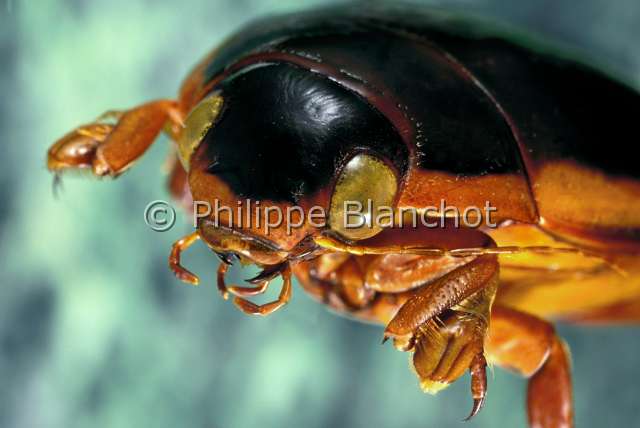 Cybister lateralimarginalis.JPG - in "Portraits d'insectes" ed. SeuilCybister lateralimarginalisDytiquePredaceous diving beetleColeopteraDytiscidaeFrance